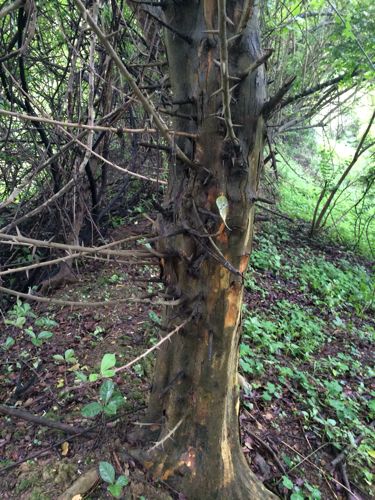 木友们能告诉我柘木黄桑木,这棵值多少钱吗?