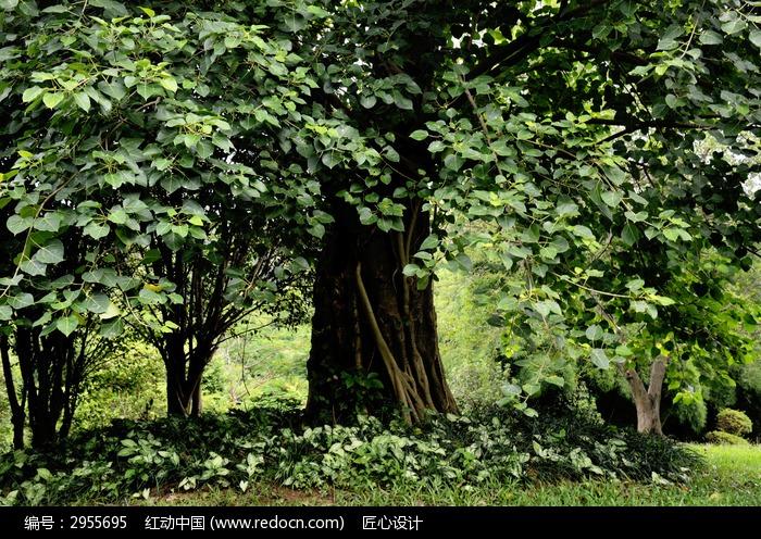 好看的树干 茂盛的树木
