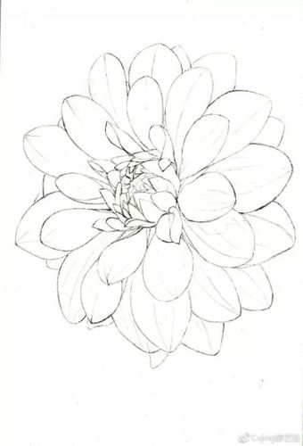 大丽花的画法