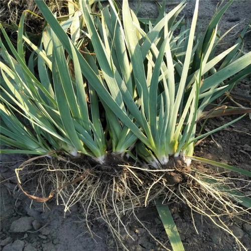 阜新 鸢尾苗 短梦鸢尾价格 服务放心可靠