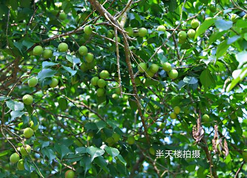 陆河青梅上市了