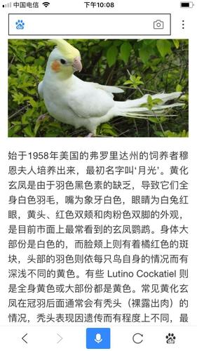 这是一只有秃头的黄化玄凤鹦鹉