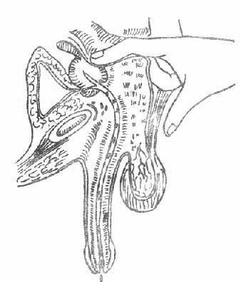 前列腺的按摩方法