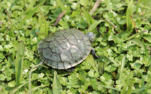 怎么养好乌龟先了解生活习性再说