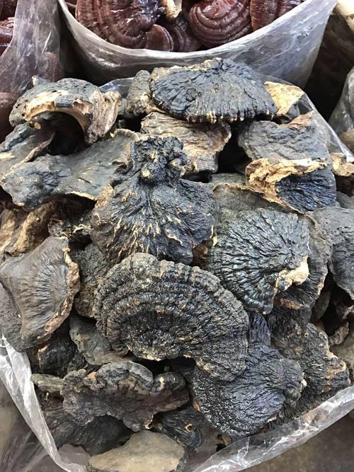 云南薄树灵芝 薄树芝薄盖大灵芝味香不苦煲汤泡水可
