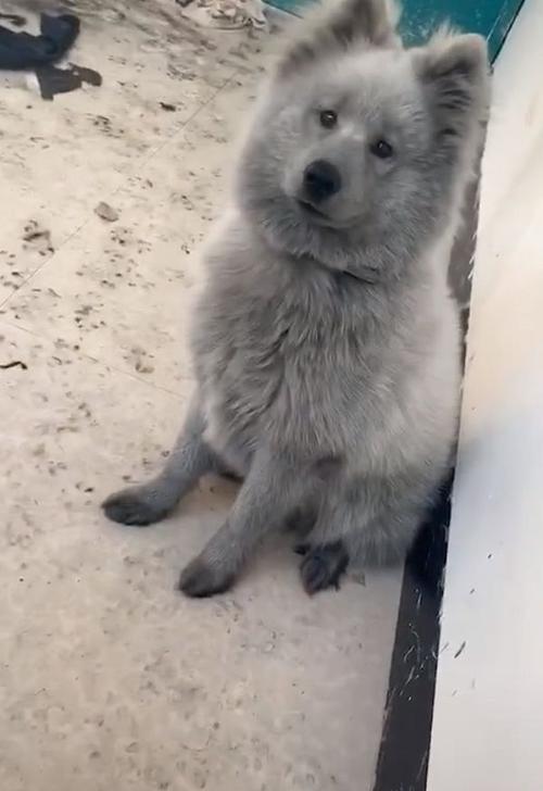 英短蓝狗?小灰熊?