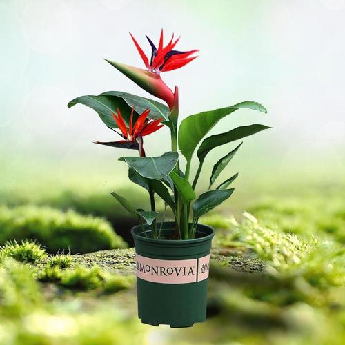 子暄天堂鸟鹤望兰盆栽型客厅植物办公室绿化室内花卉绿植极乐鸟绿植