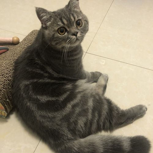 虎斑猫是蓝猫嘛