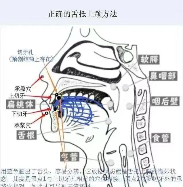 正确的舌抵上腭方法正确的方法就如上面的图.