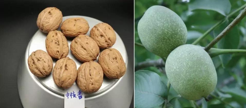 资源普查得到的1个核桃新品种--"中核香"