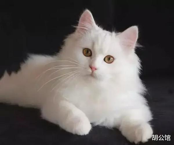 田园猫颜值的天花板山东狮子猫哪怕流浪也难掩优雅的气质