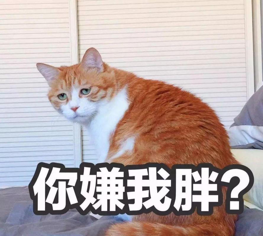 别把猫喂太胖你可能害了它