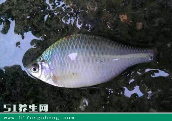 鳑鲏:小时候最讨厌钓到它,都拿来喂鸡,现成高贵的观赏