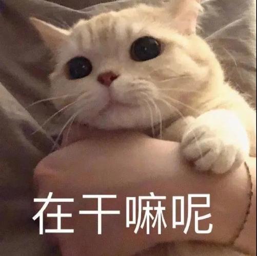 乱七八糟的表情包