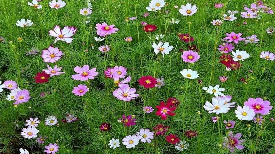 简单易懂的波斯菊种子种植养护详解