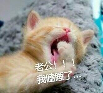 抖音喊老公表情包有哪些 可爱猫咪喊老公撒娇表情包分享
