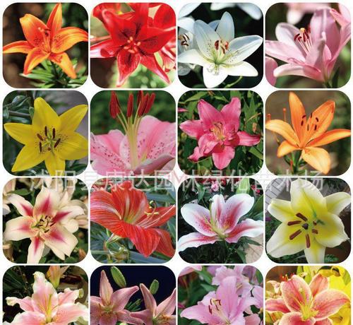 百合花种球的养殖方法介绍