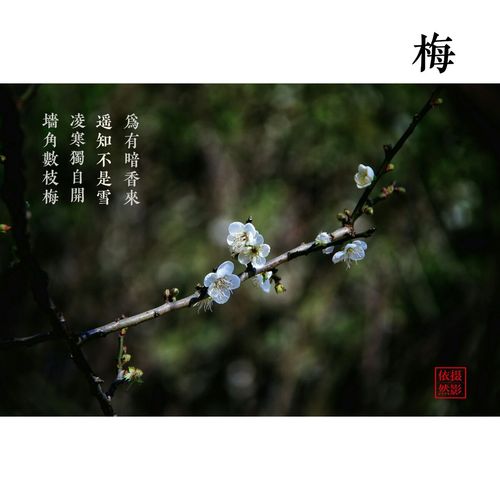 又见香雪,倾听花开