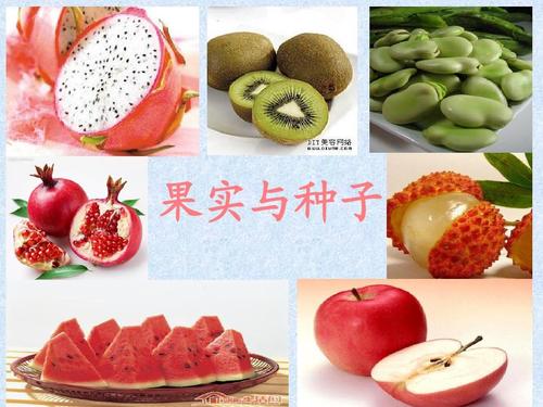 苏教版科学三下果实与种子ppt