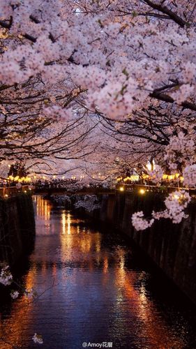 樱花##风景##夜景