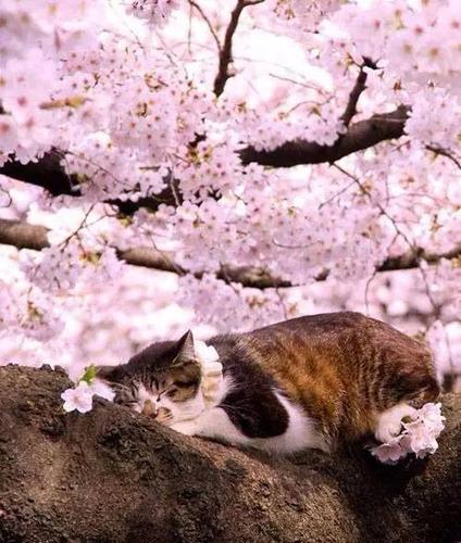 四月将近,唯猫咪与樱花最配哦