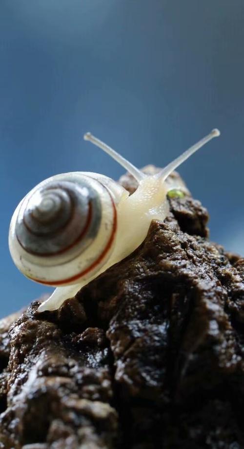 爬行的蜗牛