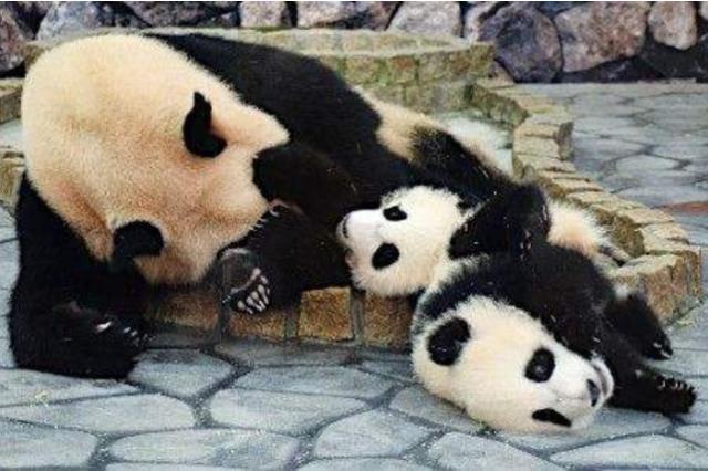 自从生了娃,熊猫妈妈就是这种表情,太搞笑了吧