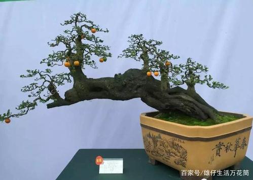 精品金弹子盆景欣赏