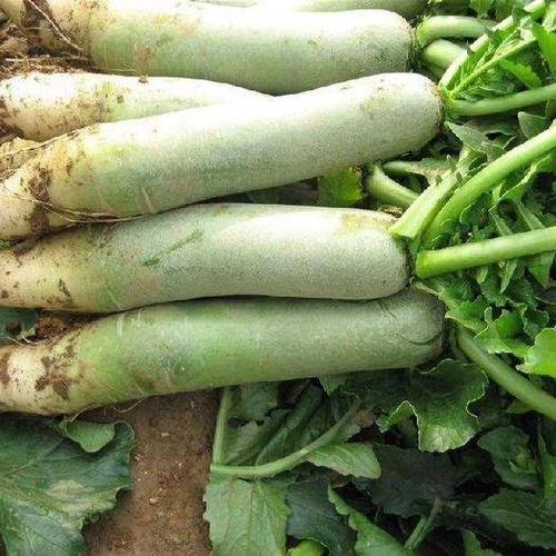 山东潍坊寒亭区 ,西周密,网纹,苹果,潍县萝卜