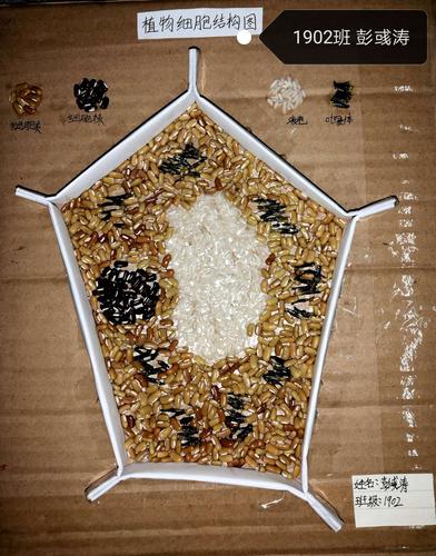 动手能力和创新能力;提高学生对细胞的结构,功能的理解和对生态系统的