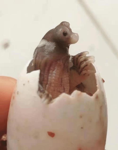 活久见!来自"火星"的小乌龟"破壳而出"的瞬间曝光