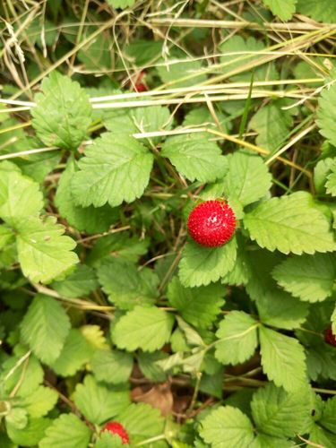 阳春三月,小区里蛇乌泡随处可见,各具形态,喜爱之余,吾以手机随意拍下