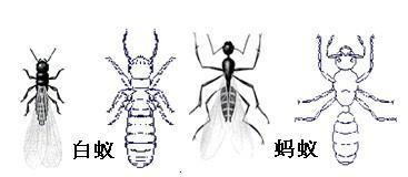 不同种类蚂蚁简笔画