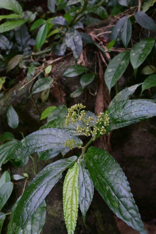 二登牛角岭,饱览万宁美景!