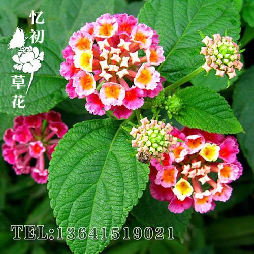 批发樱种子园林景观工程绿化花种子五色梅四季绣球