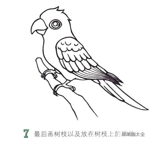 鹦鹉简笔画彩色图片大全