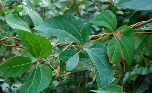 血藤的功效怎样