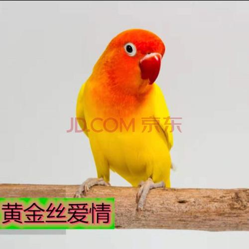 鸟活体家养宠物鸟活物小鸟虎皮黄桃鹦鹉绿桃牡丹鸟活体宠物玄凤鸟活体