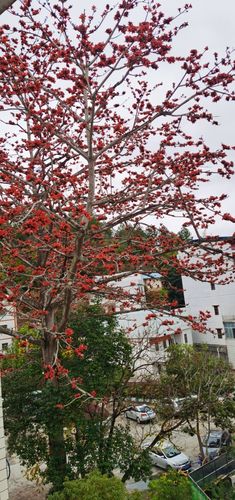 木棉花来啦