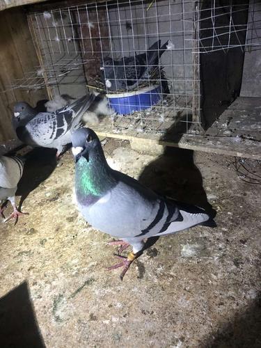 出售各种鸽子_2