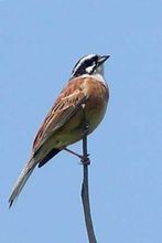 三道眉草鹀日本亚种|1|16