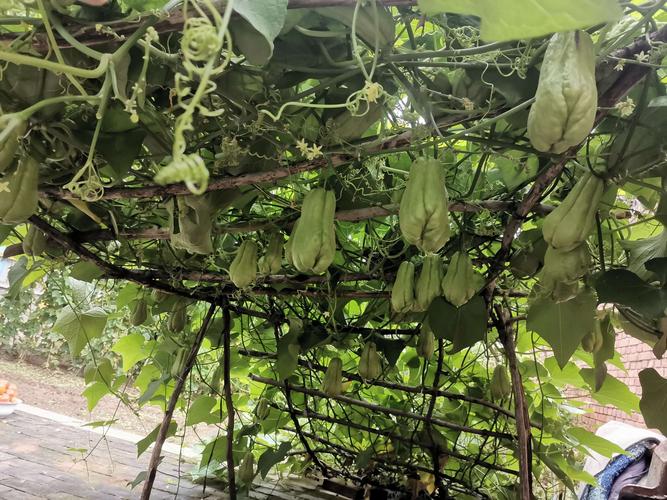 绿绿的佛手瓜吊在藤上荡秋千