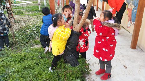 我给小树穿冬衣 ——暨老坝港幼儿园冬季护树活动