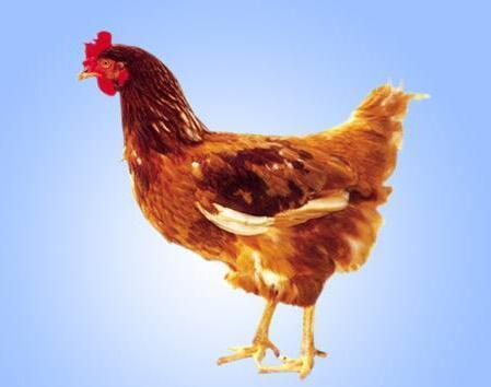 海兰褐壳蛋鸡养殖要点,海兰褐壳蛋鸡养殖技术!