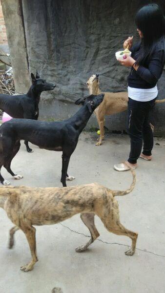 出售格力犬!商品大图