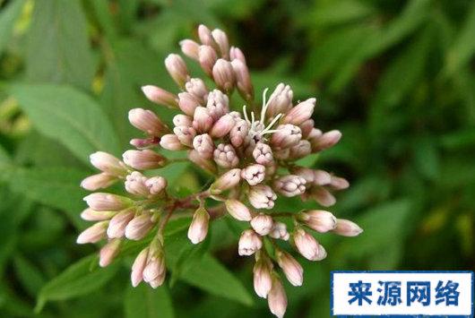 千金花的功效与作用