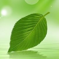 绿叶头像大全