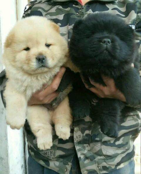 供求                       二个月松狮,奶油色或其他色.