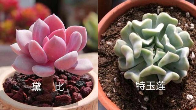 多肉丘比特叶片粉紫色自带小爱心很难不让人一见倾心