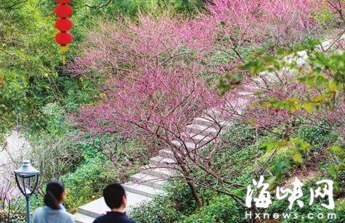 梅花扮靓金鸡山登山道